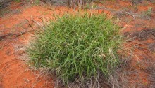How to manage a commercially valuable invasive species – buffel grass?